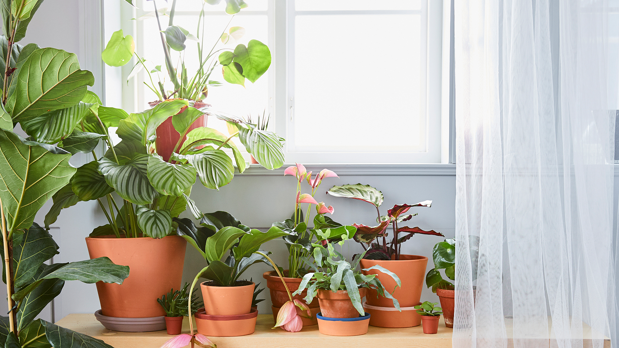 Various green plants in plants pots of different sizes in front of a window with net curtains.