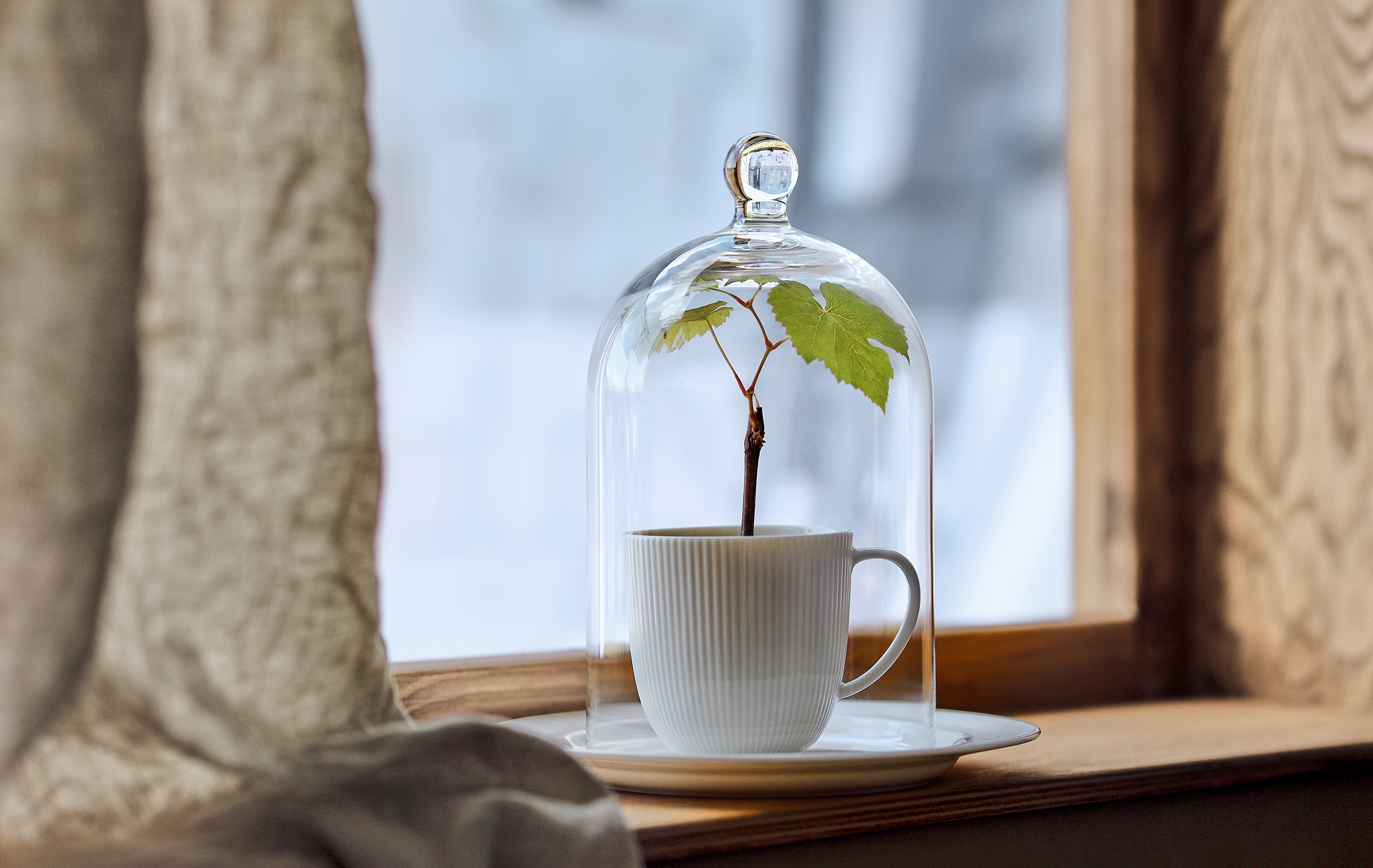 狭窄的窗台上摆放着一只种着微型植物的茶杯,茶杯上方罩着 MORGONTIDIG 穆隆提迪 玻璃罩,后面是冬日景色。
