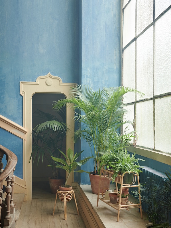 BUSKBO 布克伯 植物架, 藤条, 43 厘米